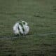 Pallone da calcio